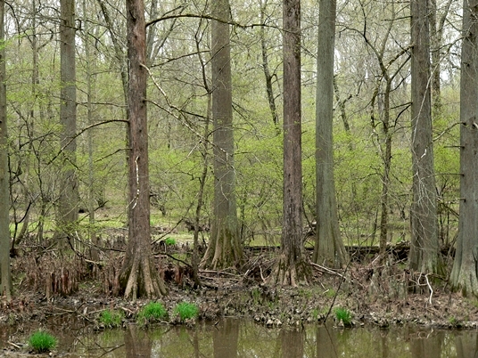 {Taxodium distichum}